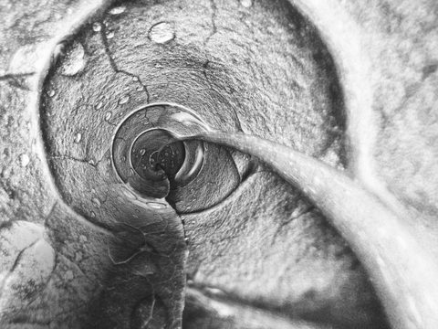 The Stone Nautilus — from the Abstraction collection