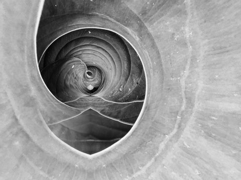 Whorl in Waiting — from the Abstraction collection