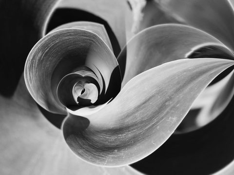 The Calla's Turn — from the Abstraction collection