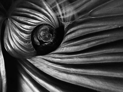 The Woven Eye — from the Abstraction collection
