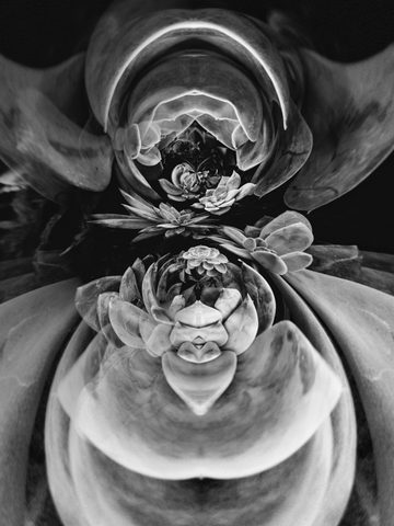 Succulent Mirror — from the Abstraction collection