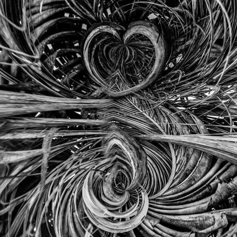 Heart of Palms — from the Abstraction collection