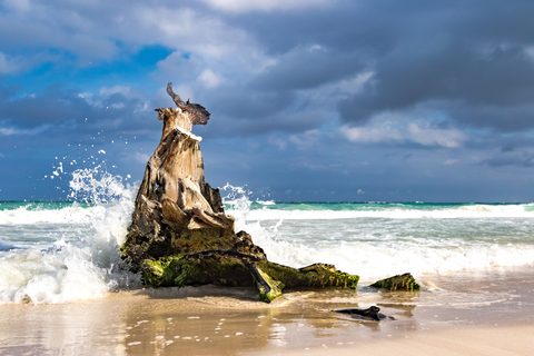 The Sea Sculpts — from the Shore collection