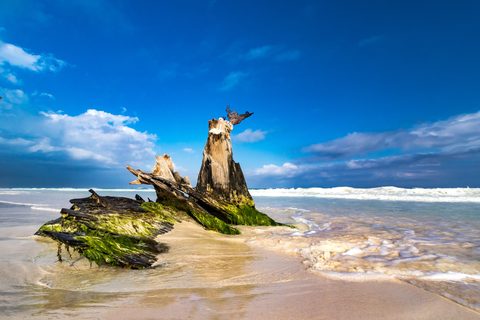 Roots Against the Tide — from the Shore collection
