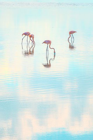 Flamingos in the White Mirror — from the Shore collection