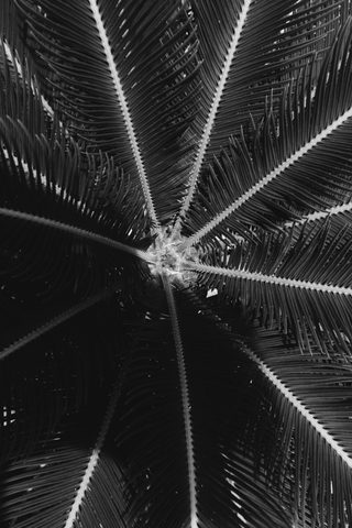 The Radial Palm — from the Monochrome collection