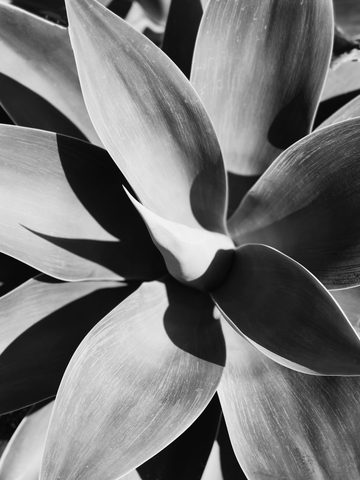 Agave Rosette — from the Monochrome collection