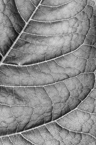 The Leaf's Map — from the Monochrome collection
