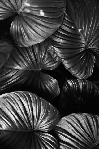 Dark Garden Fans — from the Monochrome collection
