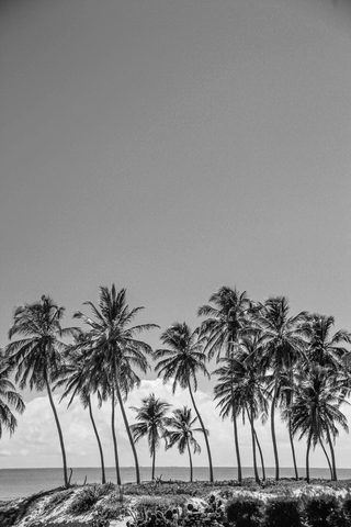 A Row of Palms, Waiting — from the Monochrome collection