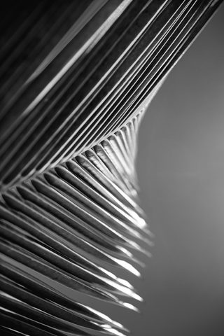 The Frond's Edge — from the Monochrome collection