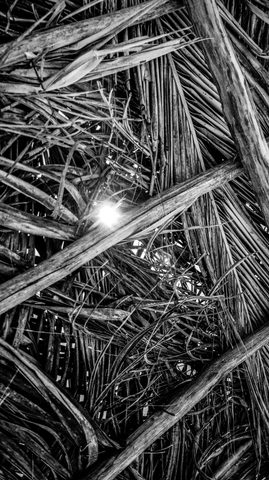 Thicket of Light — from the Monochrome collection