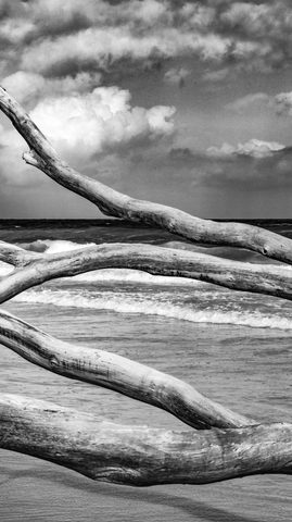 Branches Over the Break — from the Monochrome collection