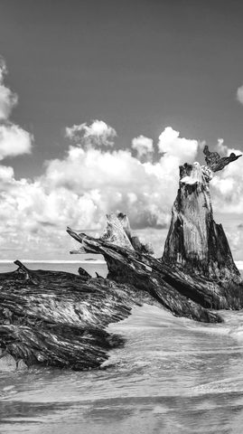 The Driftwood Throne — from the Monochrome collection