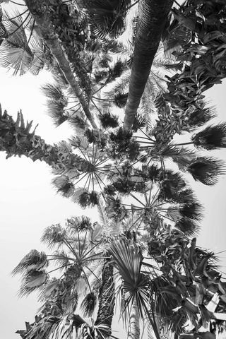 Cathedral of Palms — from the Monochrome collection