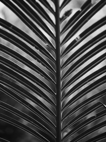 Frond Geometry — from the Monochrome collection
