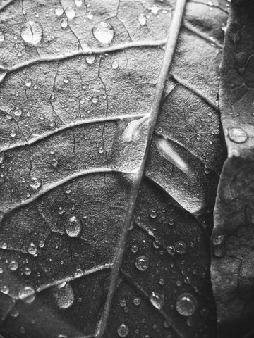 After Rain, a Leaf — from the Monochrome collection