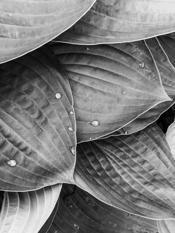 Still Life with Raindrops — from the Monochrome collection