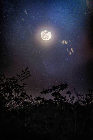 Full Moon Through the Brush — from the Nocturne collection